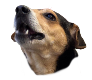 Emote: Gesicht von Alfi