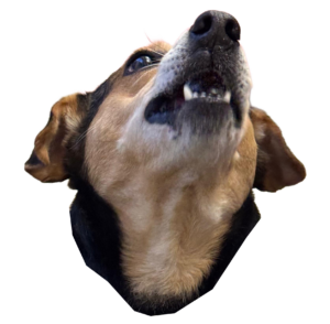 Emote: Gesicht von Alfi